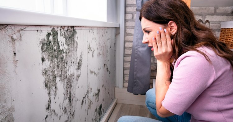 The Seasonal Impact On Mold Growth In Charlotte